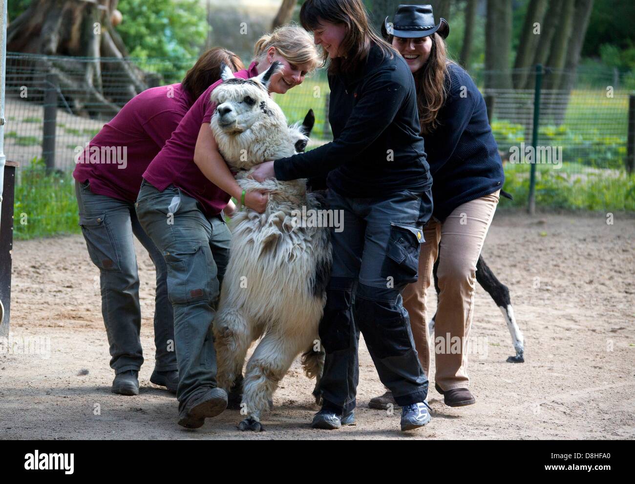 Keepers catch an alpaca to be shorn at the zoo in Schwerin, Germany, 29 May 2013. Every two years, the alpacas are shorn at the beginning of summer producing between 3 and 6 kilograms of wool per animal. Photo: JENS BUETTNER Stock Photo