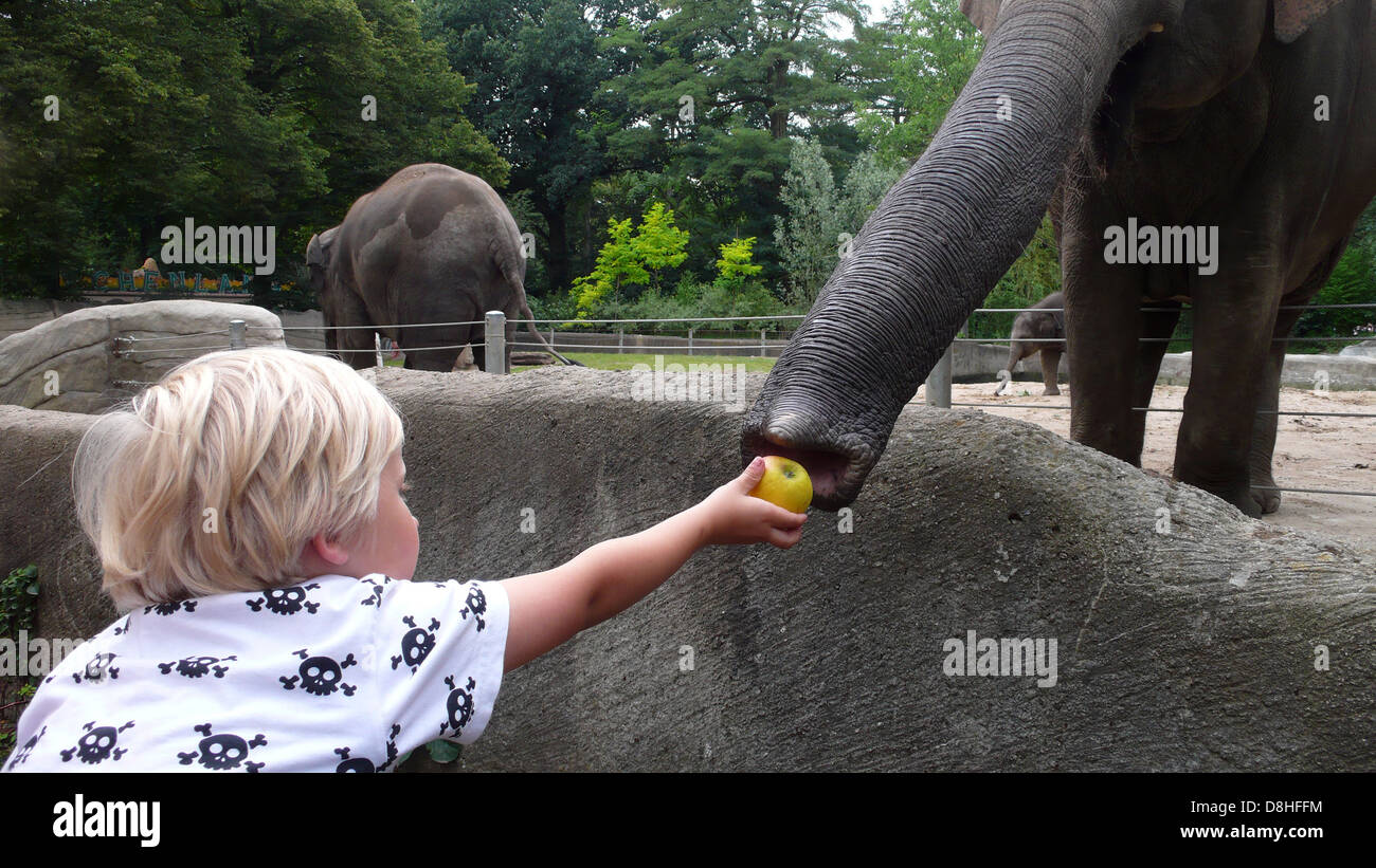 boy feeding elephant Stock Photo