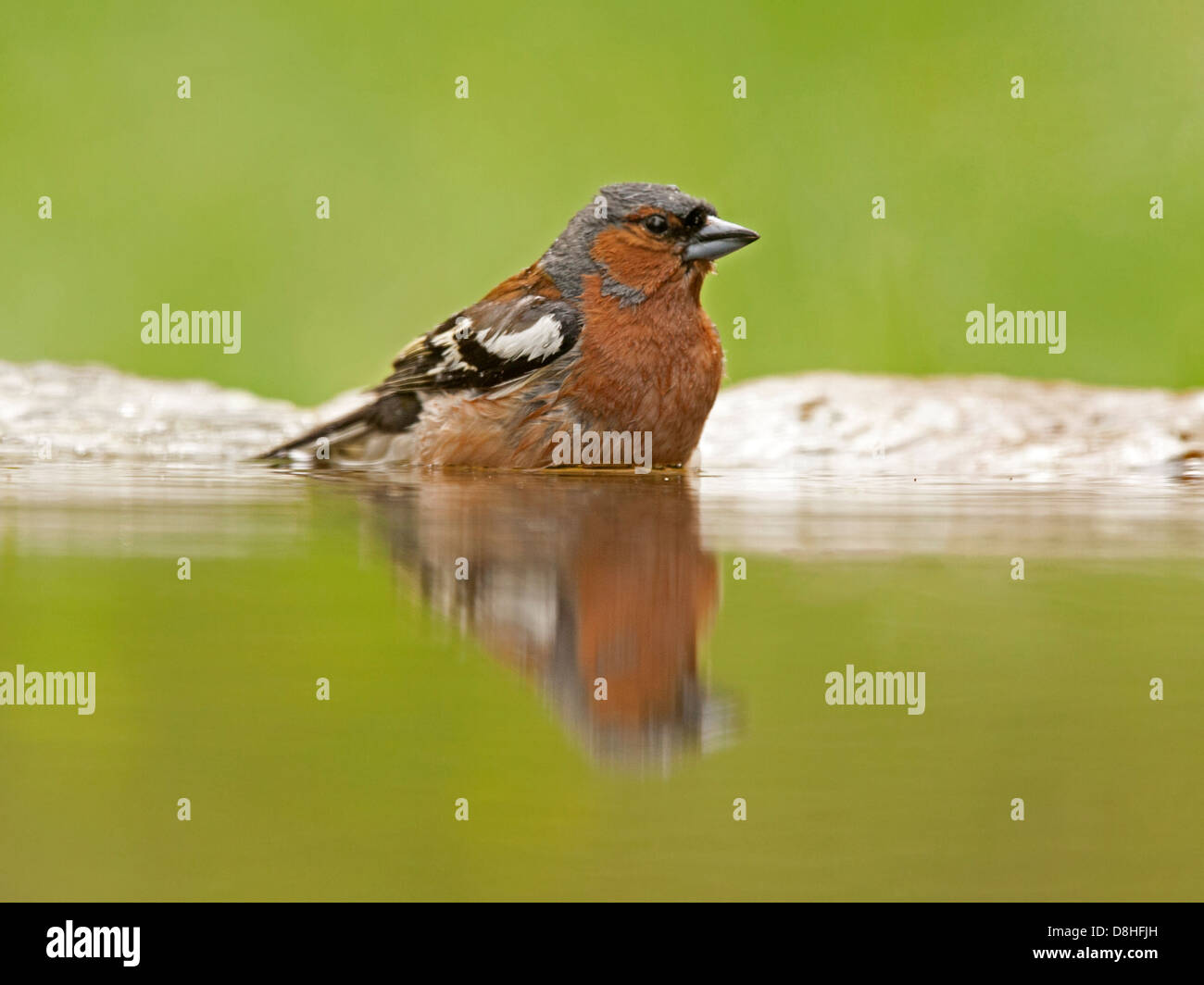 Male chaffinch bathing at edge of pool Stock Photo