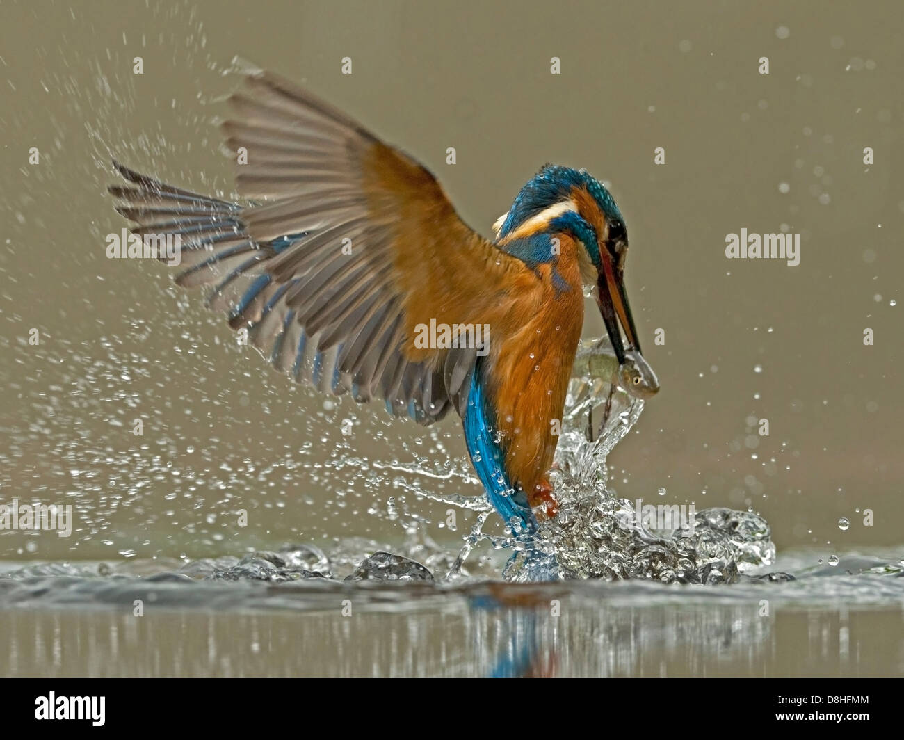 Male common kingfisher fishing with fish Stock Photo