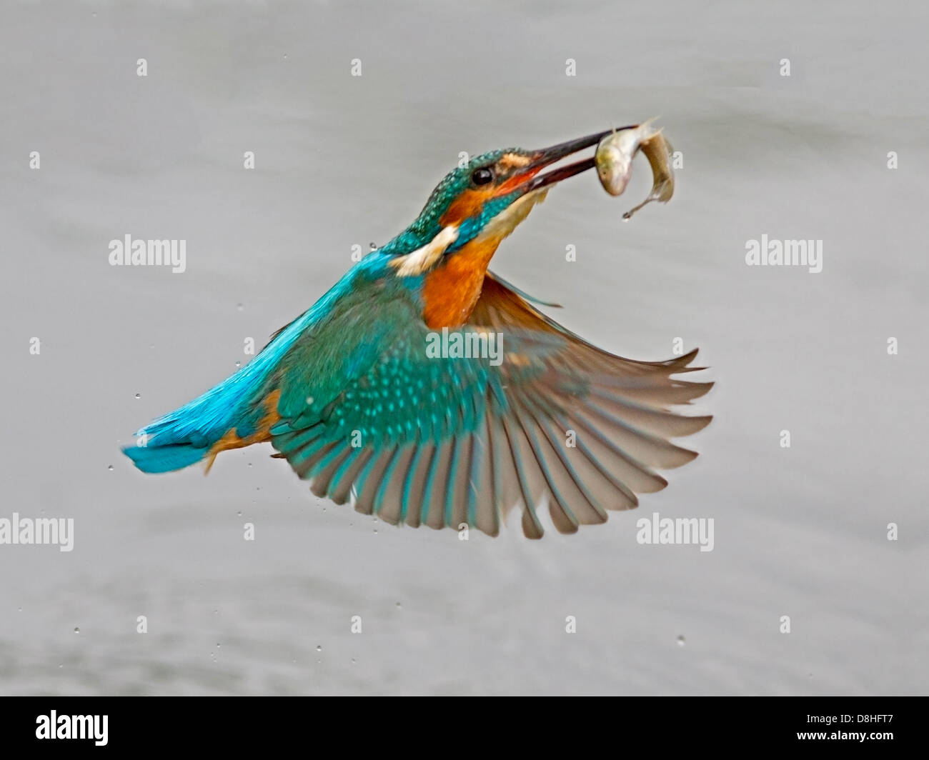 Male common kingfisher in flight with fish Stock Photo Alamy