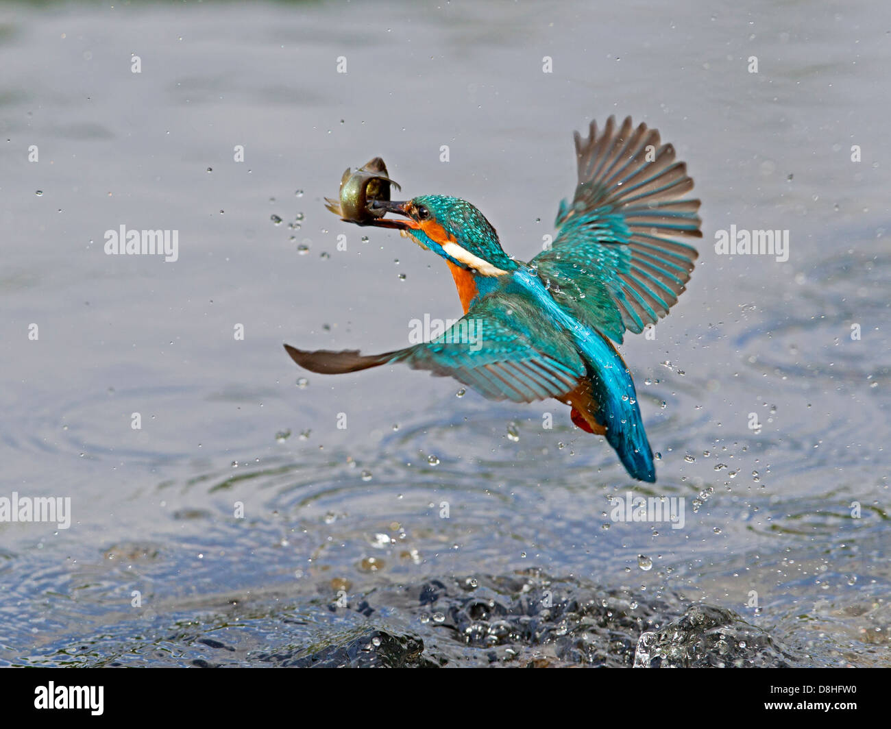 Male common kingfisher in flight with fish Stock Photo