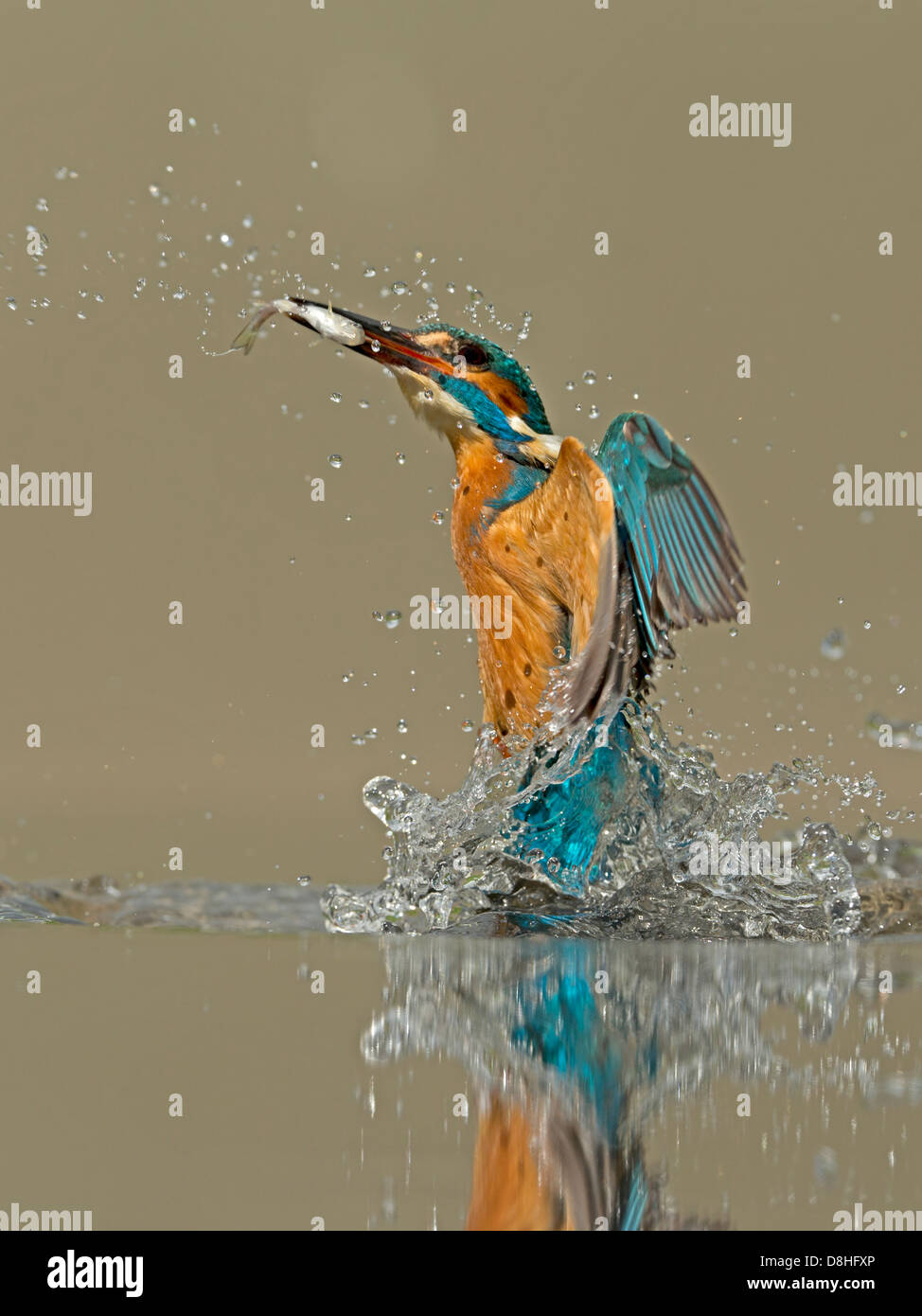 Male common kingfisher taking off with fish in beak Stock Photo