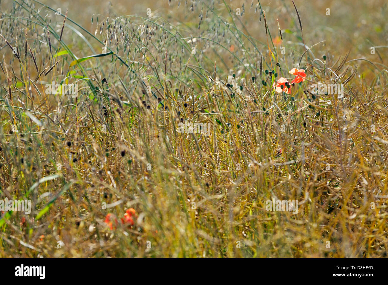 Grasses and poppies growing in English summer meadow hay field, Oxfordshire, England. Shallow depth of focus Stock Photo