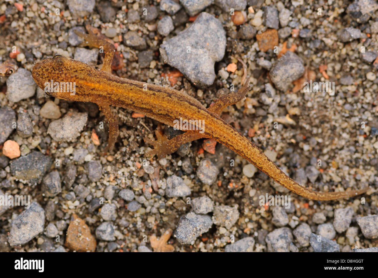 Newt spawning hi-res stock photography and images - Alamy