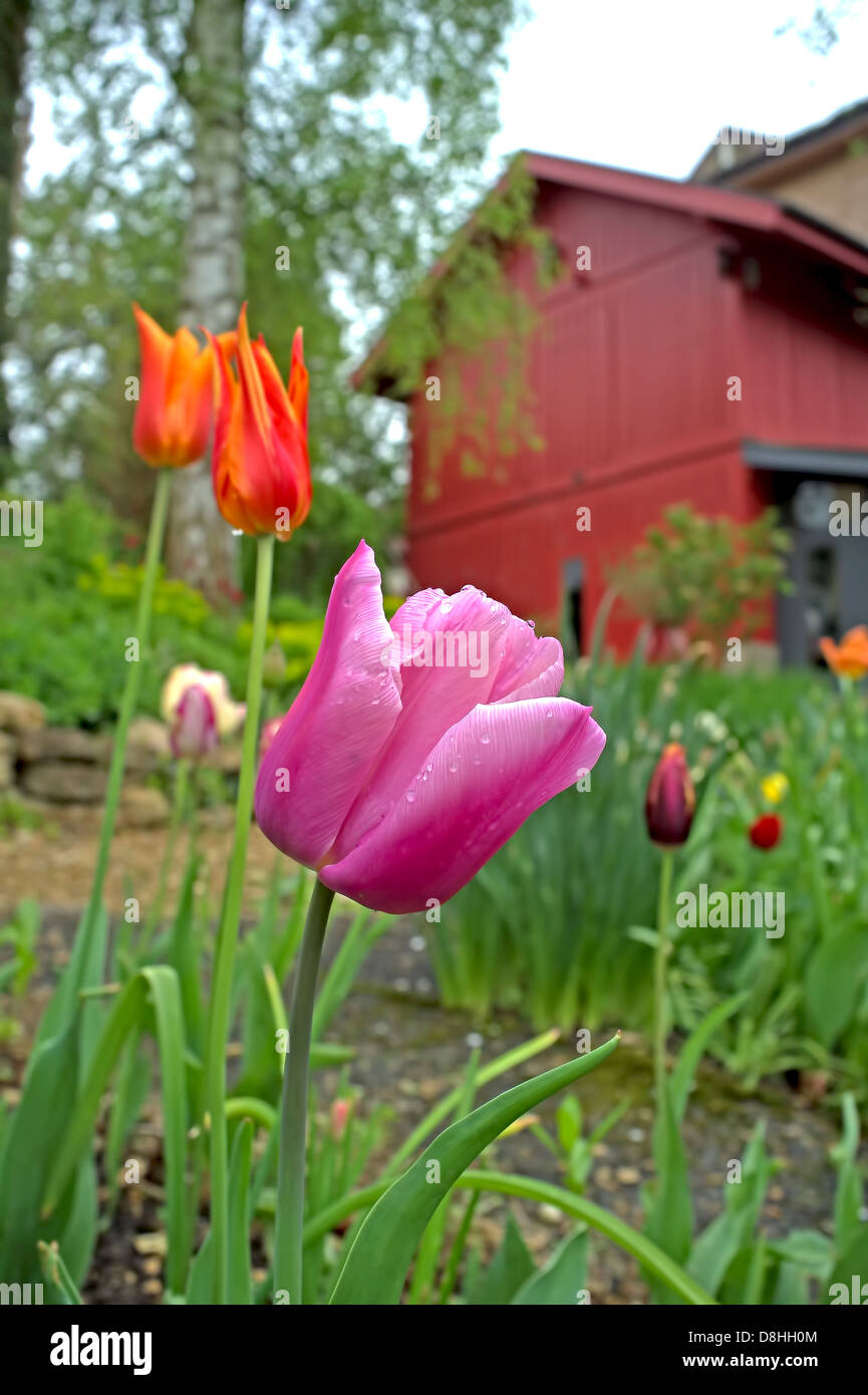 Red and purple tulips in the garden Stock Photo