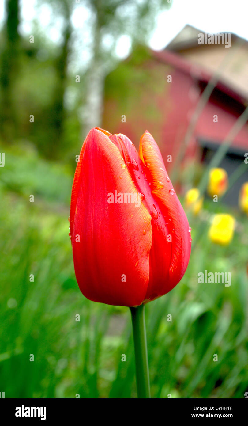 Red tulip in the garden Stock Photo