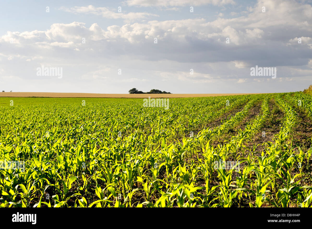 Early growth corn on the cob maize sweetcorn seedling seedlings plant plants planted in field rows drills. Oxfordshire, England Stock Photo