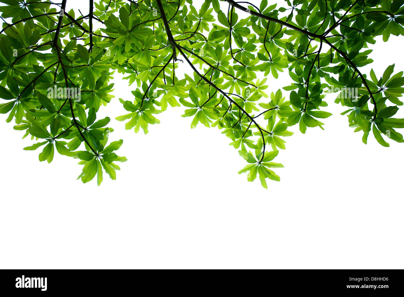 Spring leafs on white background. Stock Photo