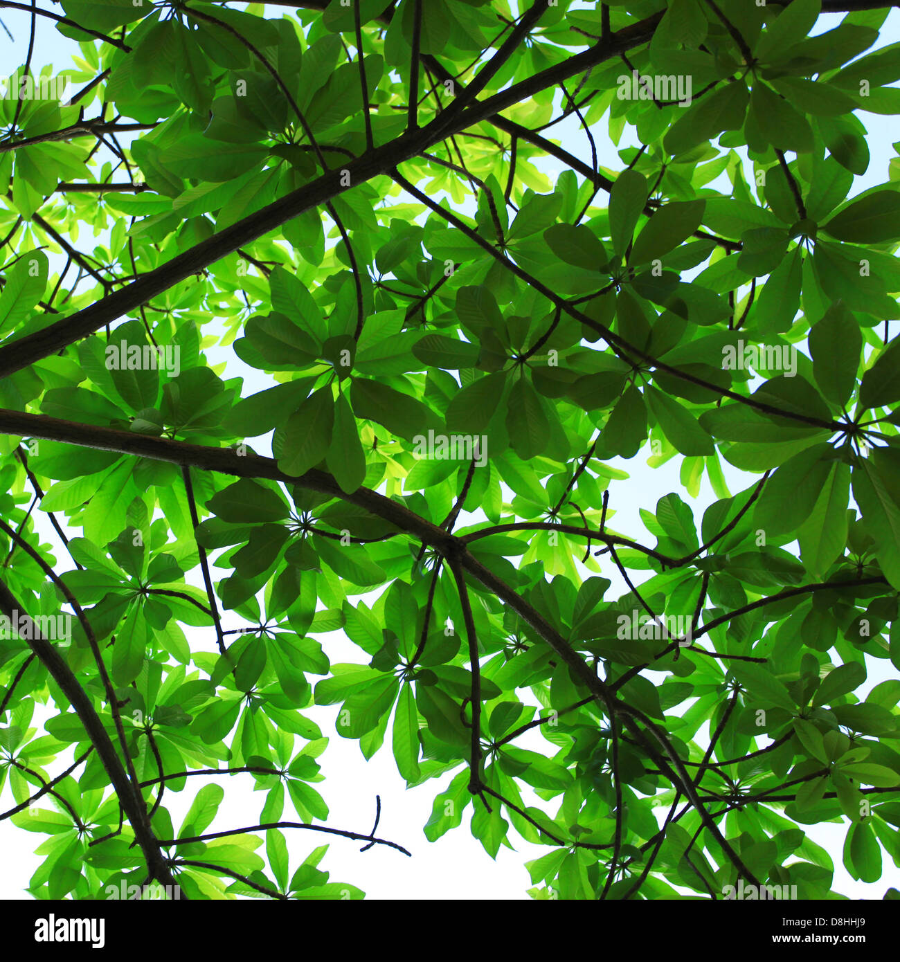 Spring leafs Stock Photo