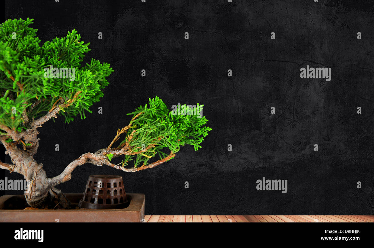 bonsai tree juniper class on a wooden platform Stock Photo - Alamy