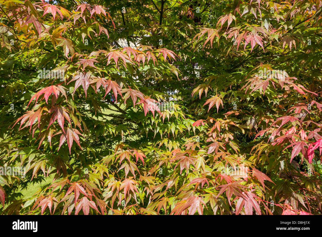 Acer Tree in Spring. Red and green leaves Stock Photo
