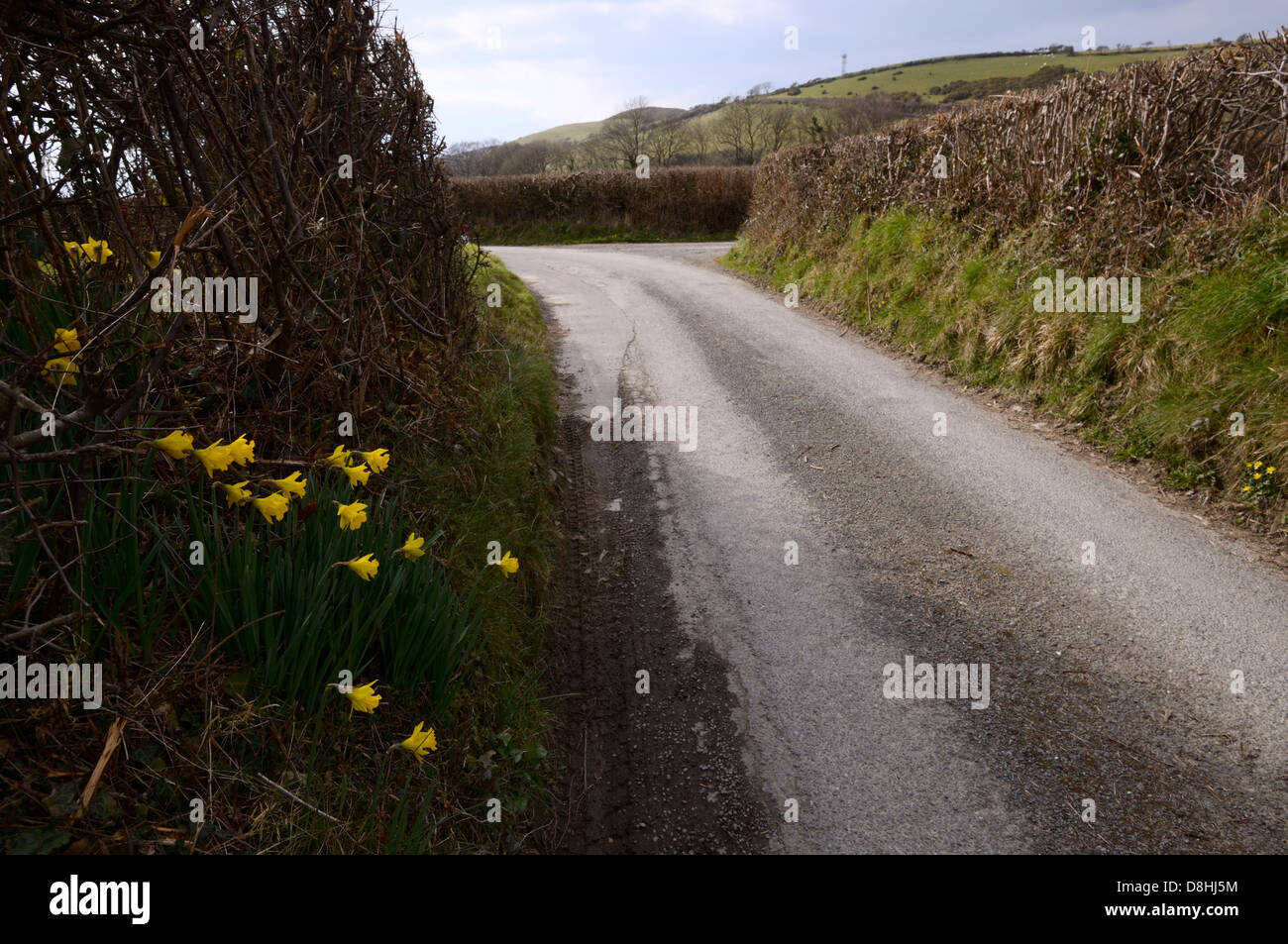 Wild Daffodils Narcissus pseudonarcissus, growing by a country lane, Wales, UK Stock Photo