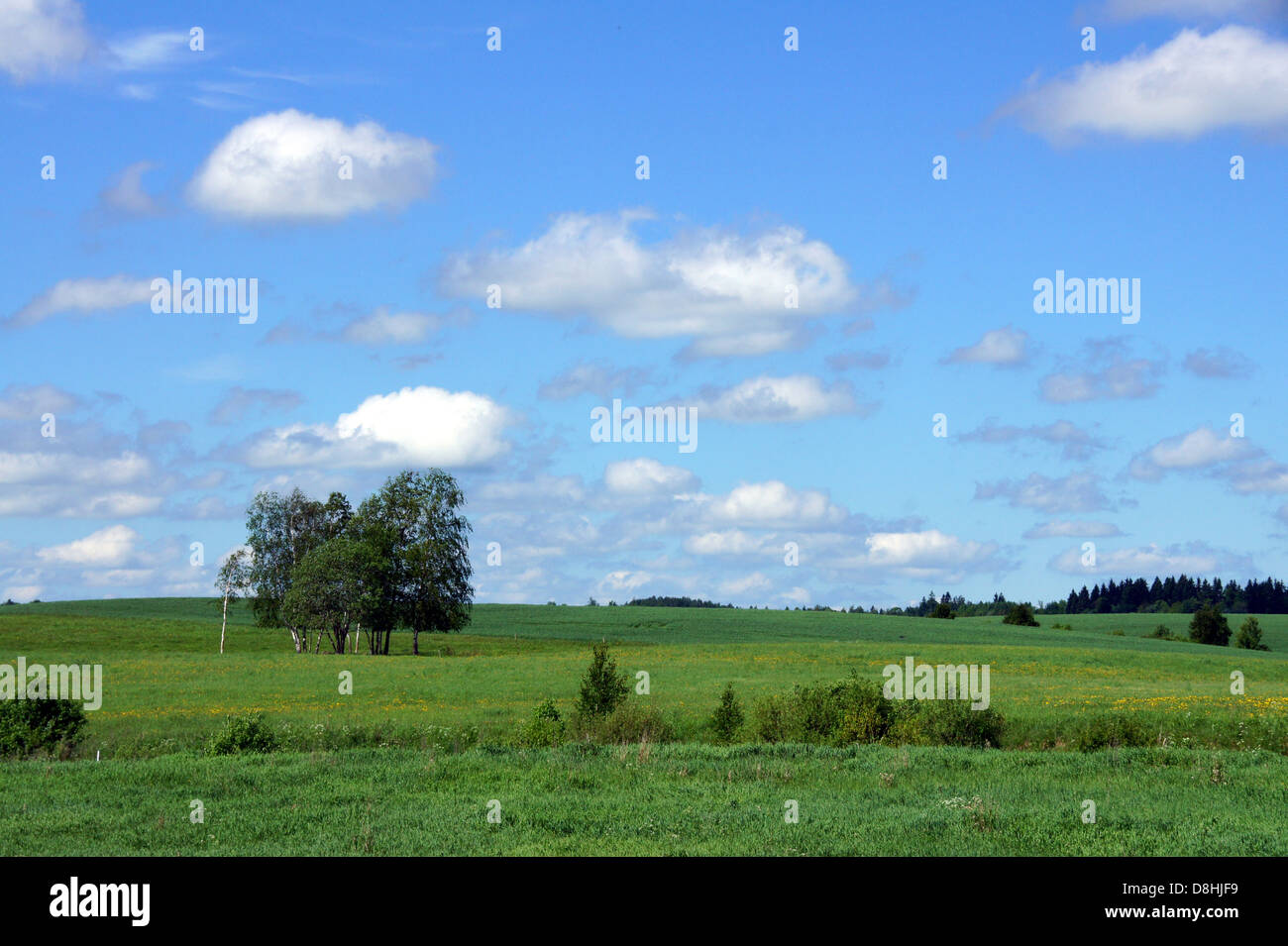 Landscape with the cloudy sky and plants Stock Photo
