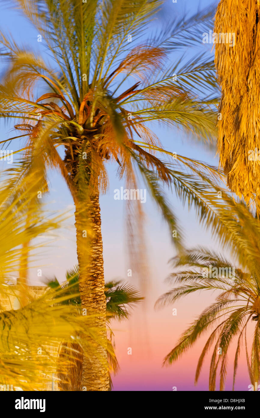 Middle East, Israel, Jerusalem, Palm trees outside the Old City Walls