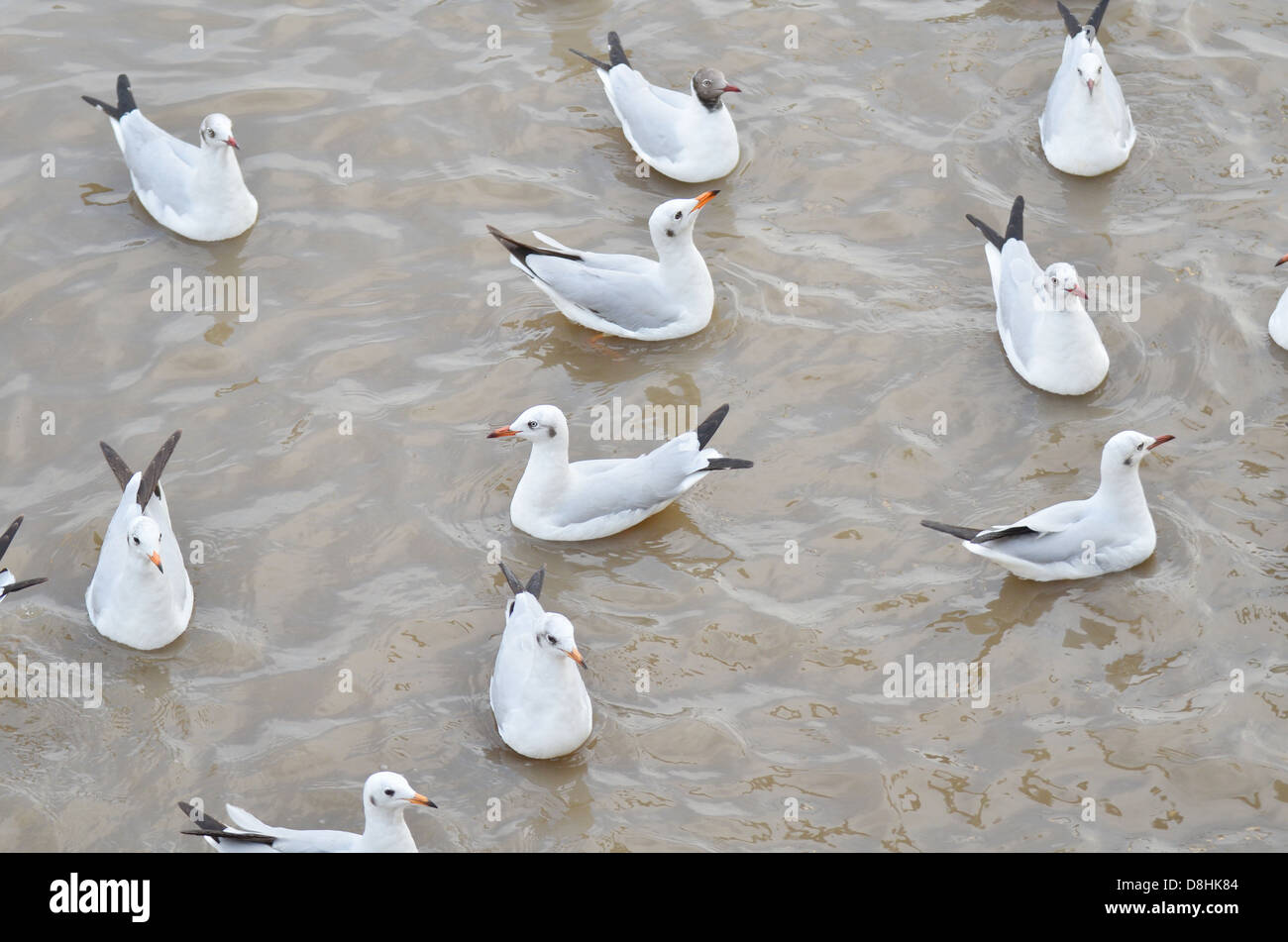 Seagulls in the sea Stock Photo