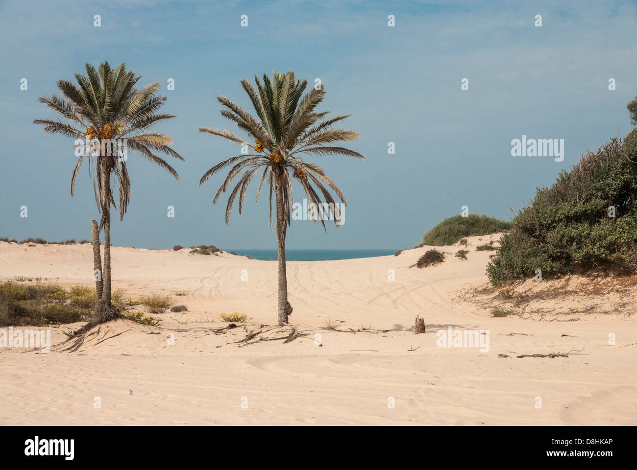 Israel. Two palm trees on a Sandy beach at Nitzanim, near the city of Ashkelon Stock Photo