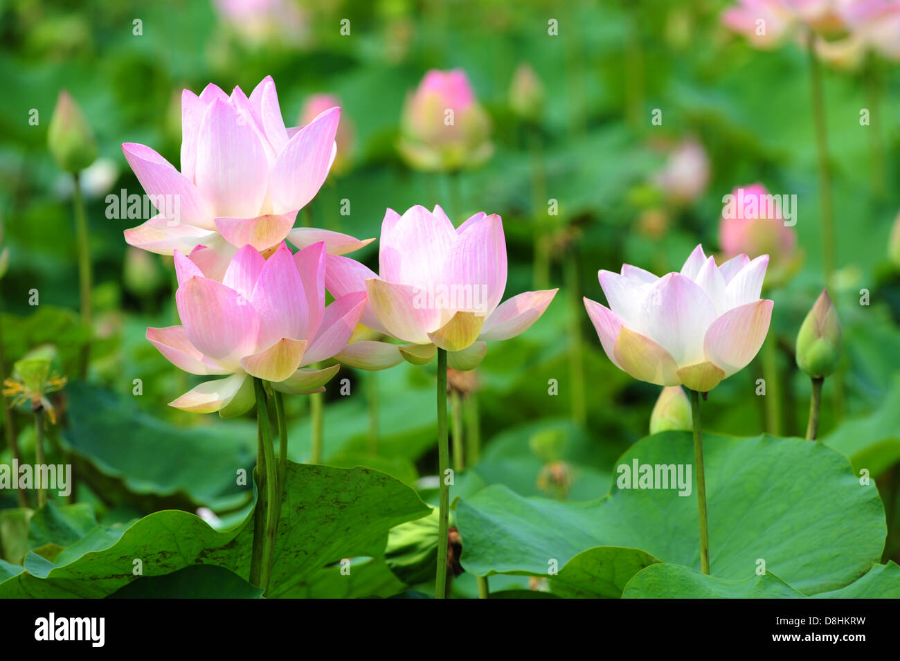 pink lotus Stock Photo