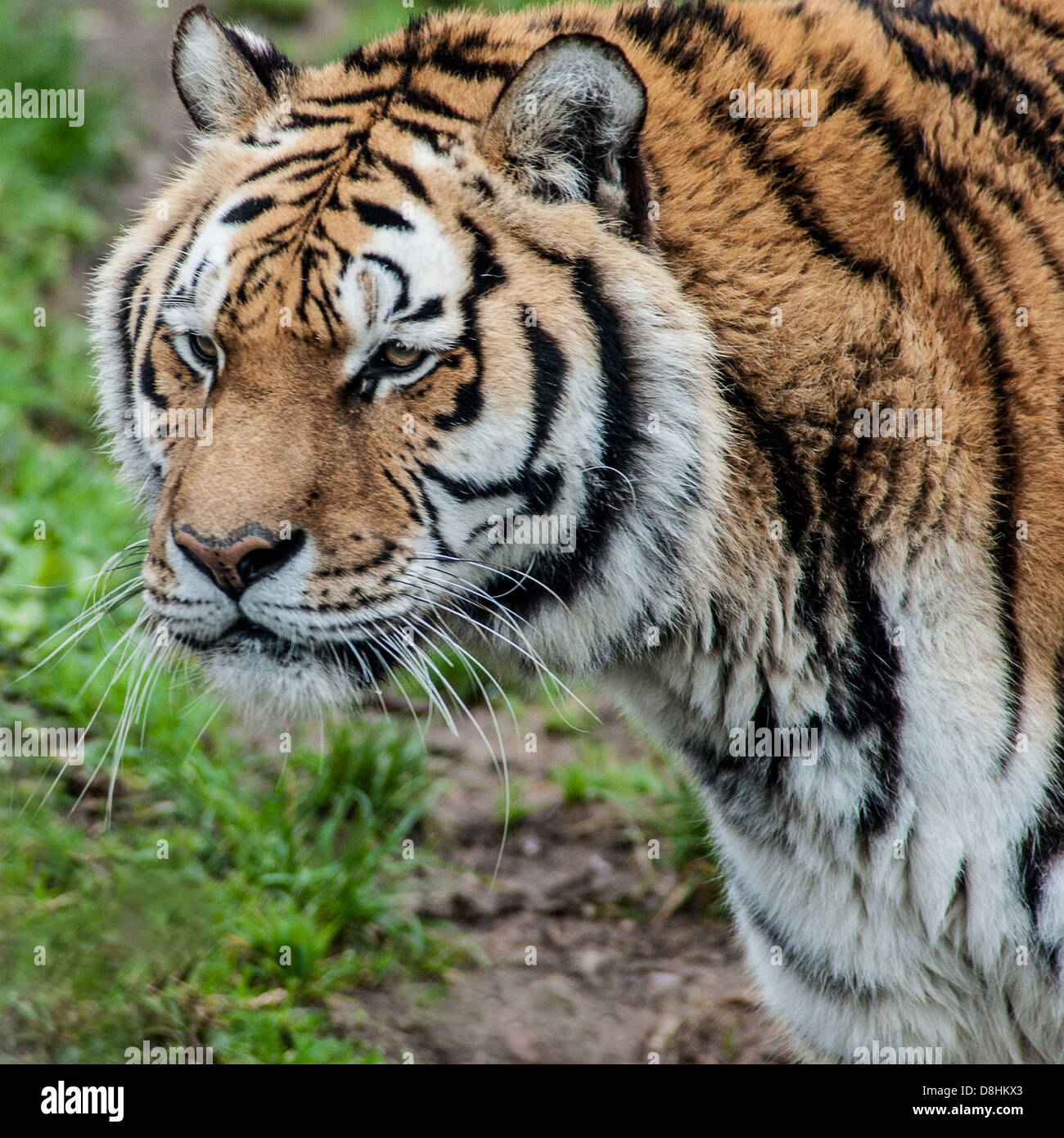 Siberian Tiger in Dartmoor Zoo Stock Photo Alamy