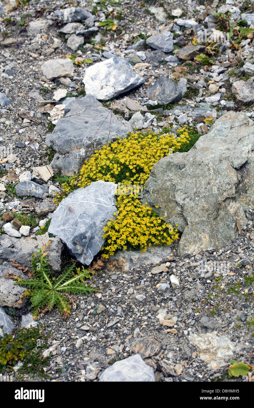 Yellow Whitlow-grass on footpath on the Schafcalanda beneath the  Mardisahorn Madrisa above Klosters Switzerland Stock Photo