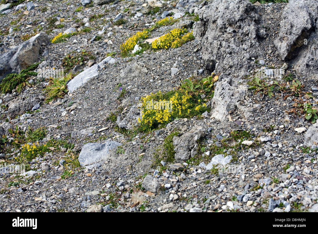 Yellow Whitlow-grass on footpath on the Schafcalanda beneath the  Mardisahorn Madrisa above Klosters Switzerland Stock Photo