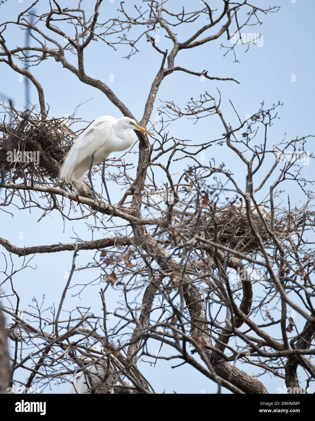 Two Great Egrets, Ardea alba, sit in nests while another perches on a branch watching over his