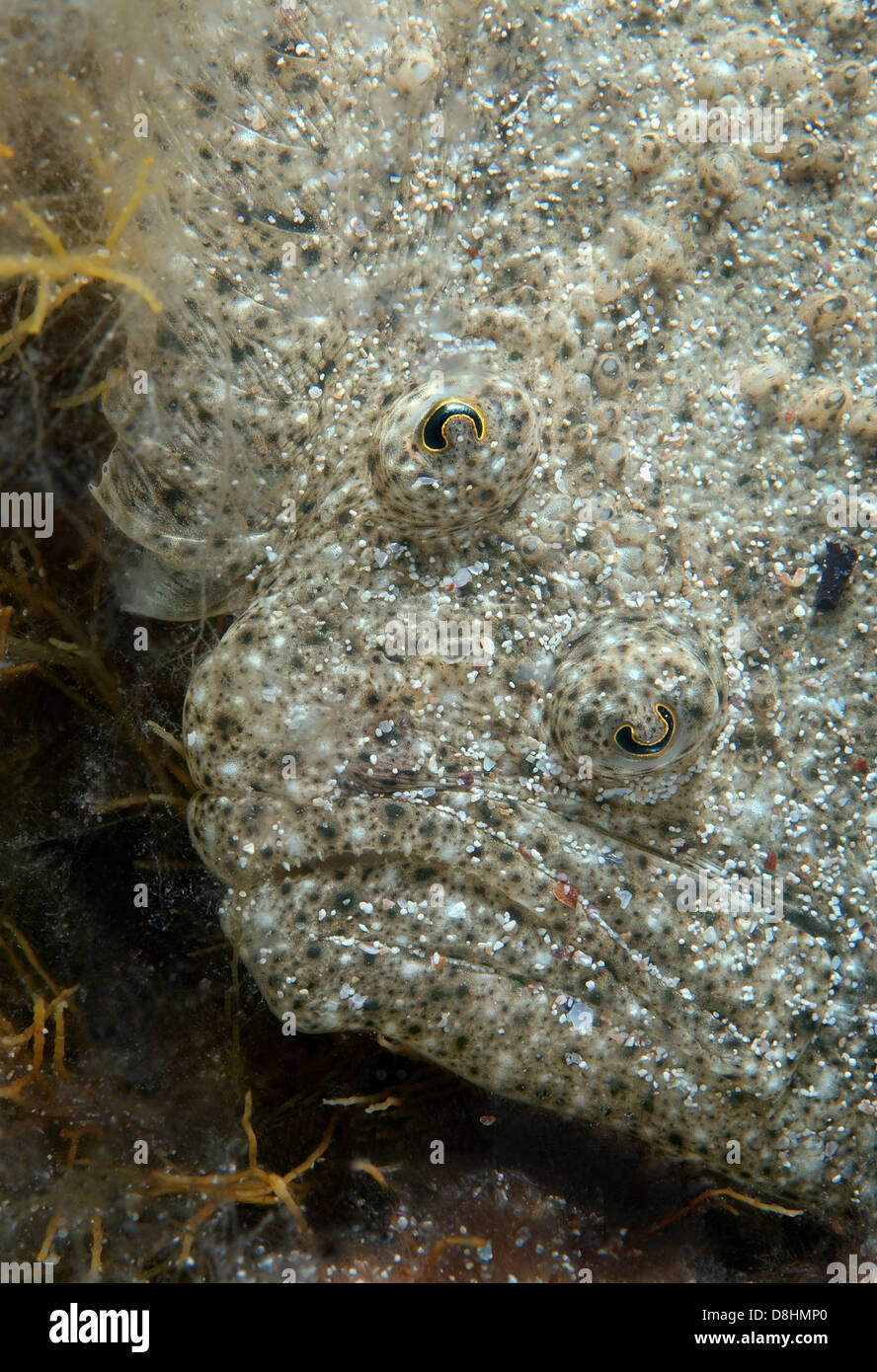 Black-Sea Turbot, Kalkan (Psetta maetica, Scophthalmus maeoticus) Black Sea, Crimea, Ukraine, Eastern Europe Stock Photo