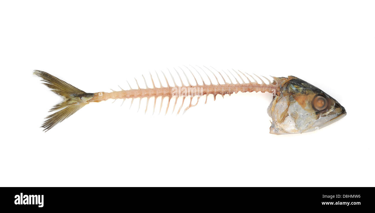 Fishbone with clipping path Stock Photo