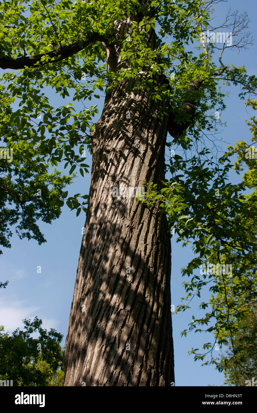 Sweet chestnut tree (castanea sativa) Stock Photo