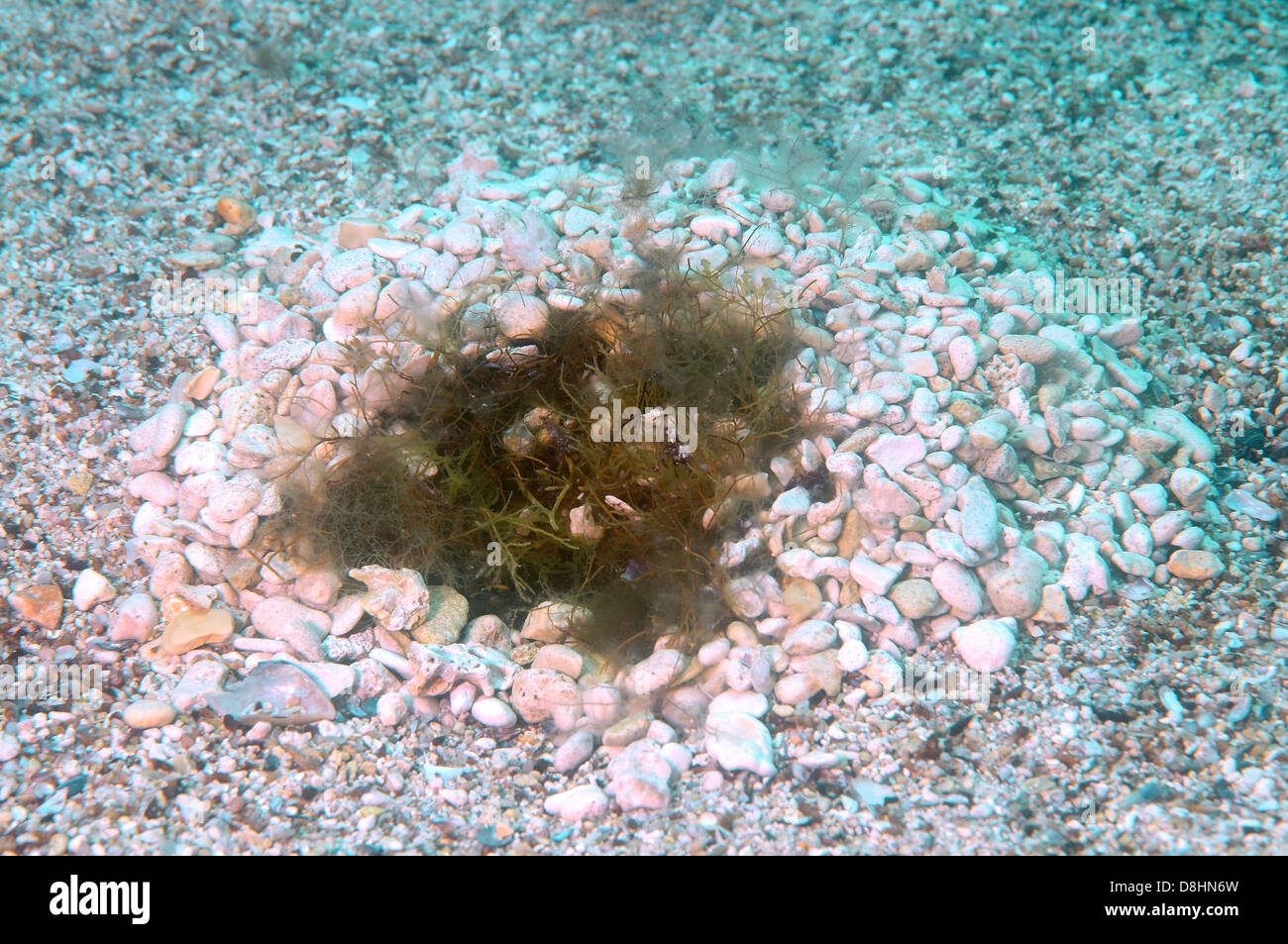 Grey wrasse (Symphodus cinereus) on the nest, Black sea Stock Photo