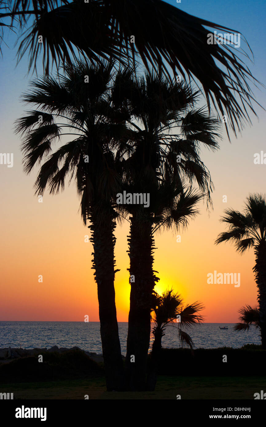 Palm trees silhouetted against sunset hi-res stock photography and ...