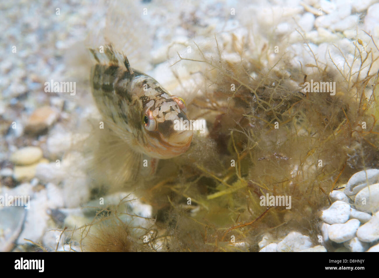 Grey wrasse (Symphodus cinereus) on the nest, Black sea Stock Photo
