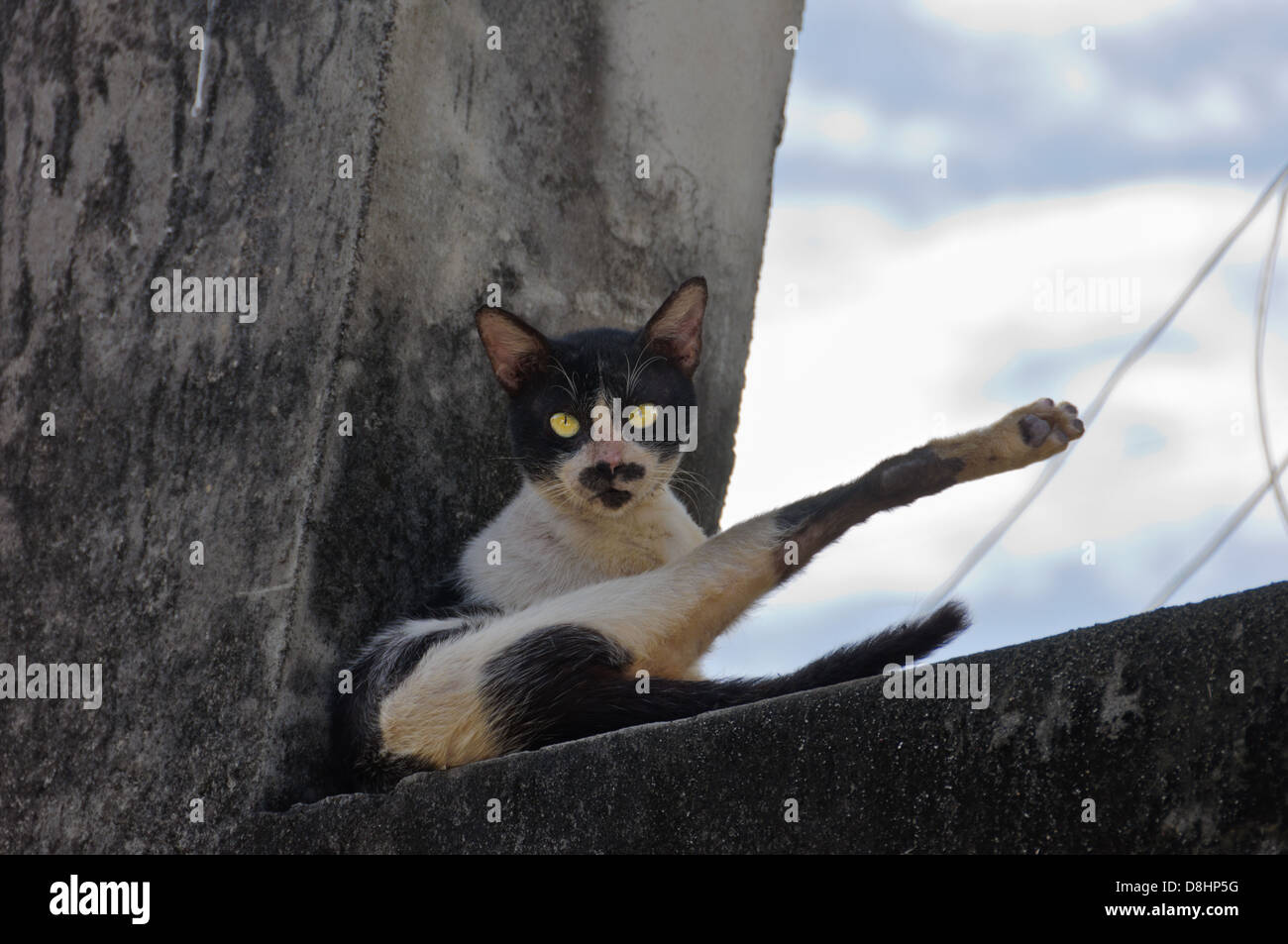 Black and white street cat with big green eyes Stock Photo - Alamy