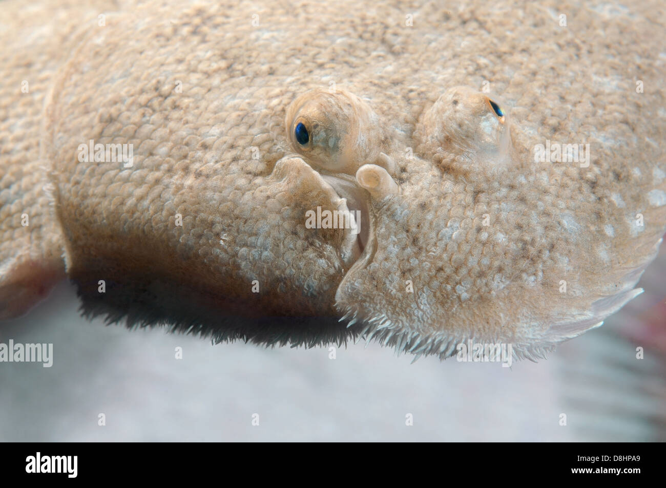 Sand sole, Atlantic sole, French sole, Snouted sole or Lascar (Pegusa