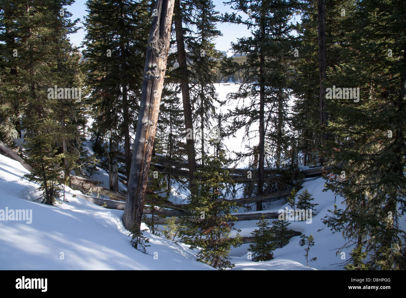 Hazard fallen trees hi-res stock photography and images - Alamy