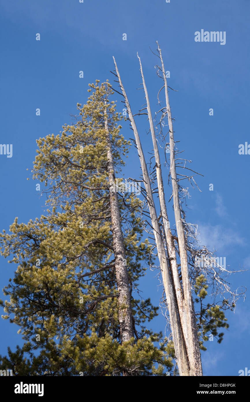 Living pine tree next to a dead pine tree Stock Photo Alamy