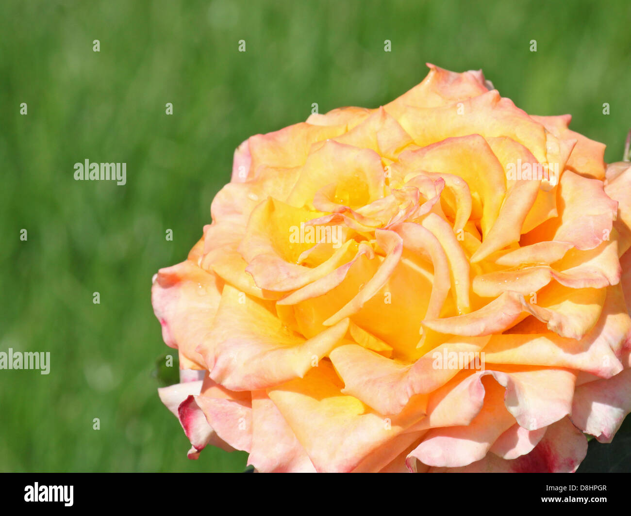 yellow rose over green background Stock Photo - Alamy