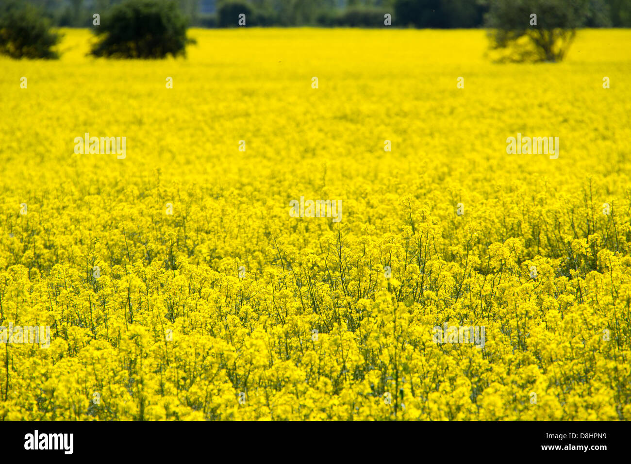 Yellow oil seed rape fields Stock Photo - Alamy