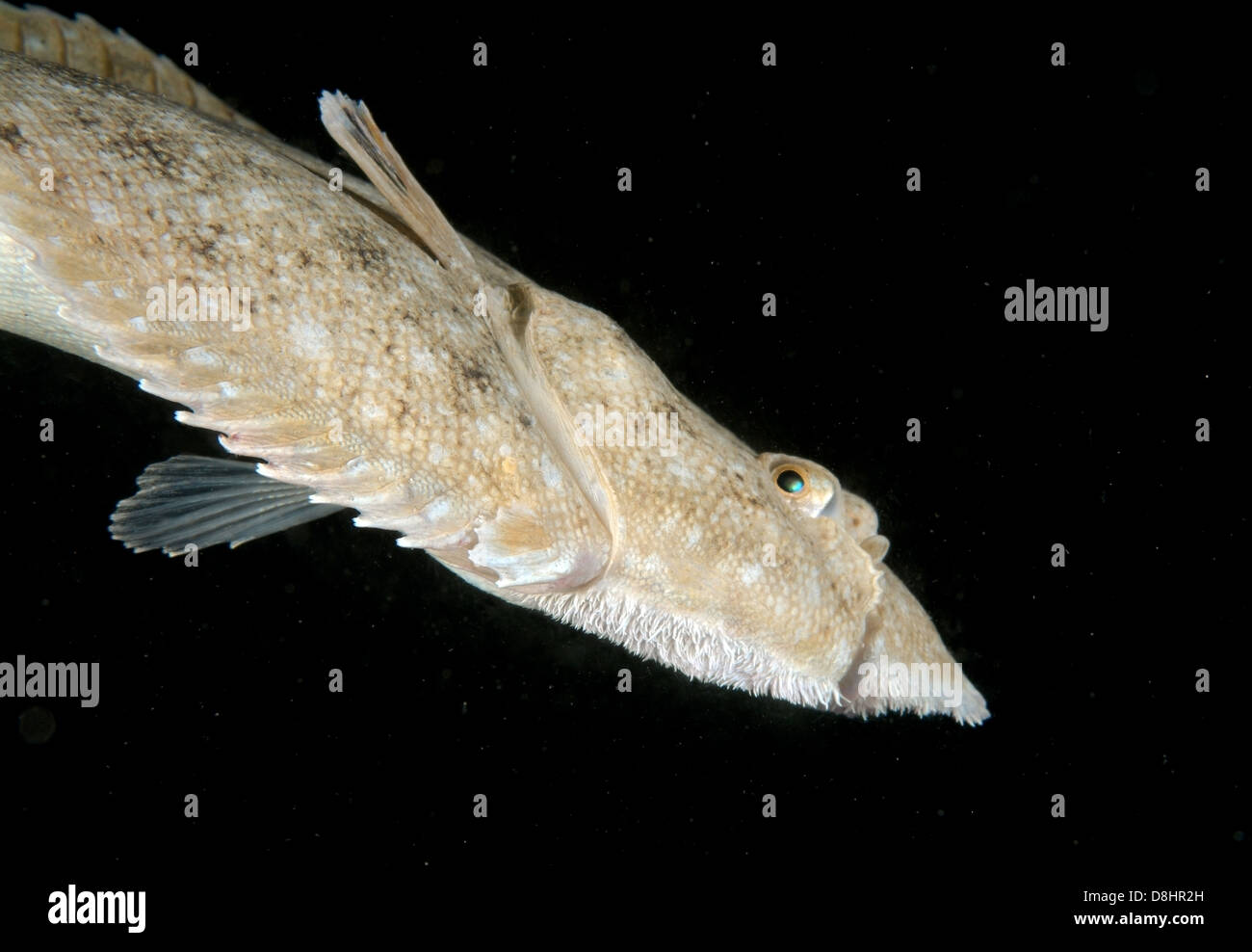 Sand sole, Atlantic sole, French sole, Snouted sole or Lascar (Pegusa