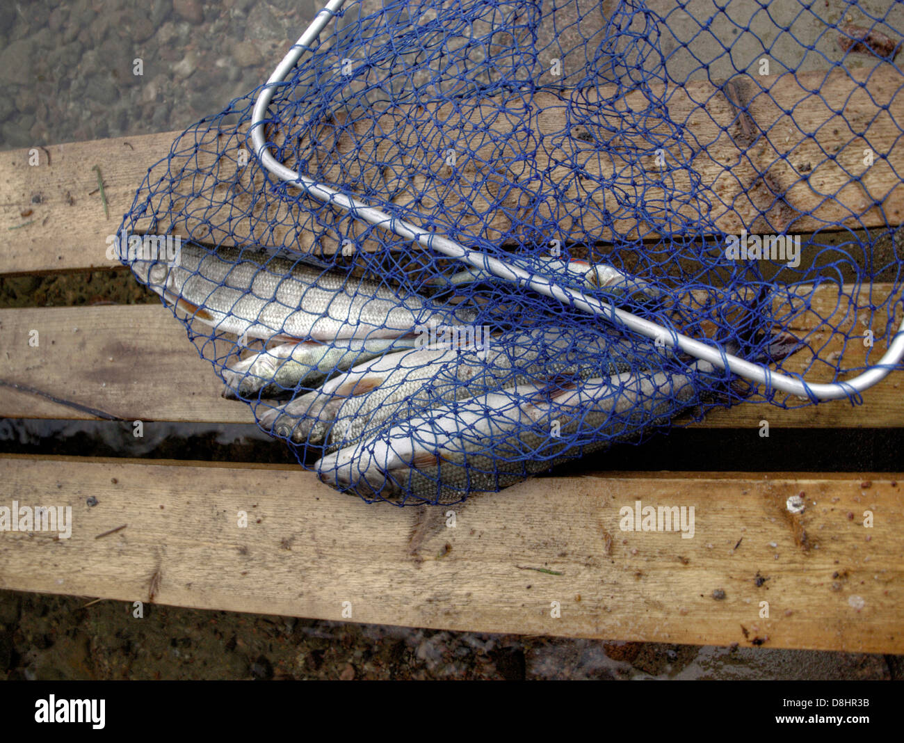 Hand net full of fish 3 Graylings and 2 perch. Stock Photo