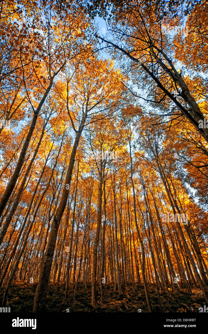 A beautiful wide image of autumn trees  looking up Stock Photo