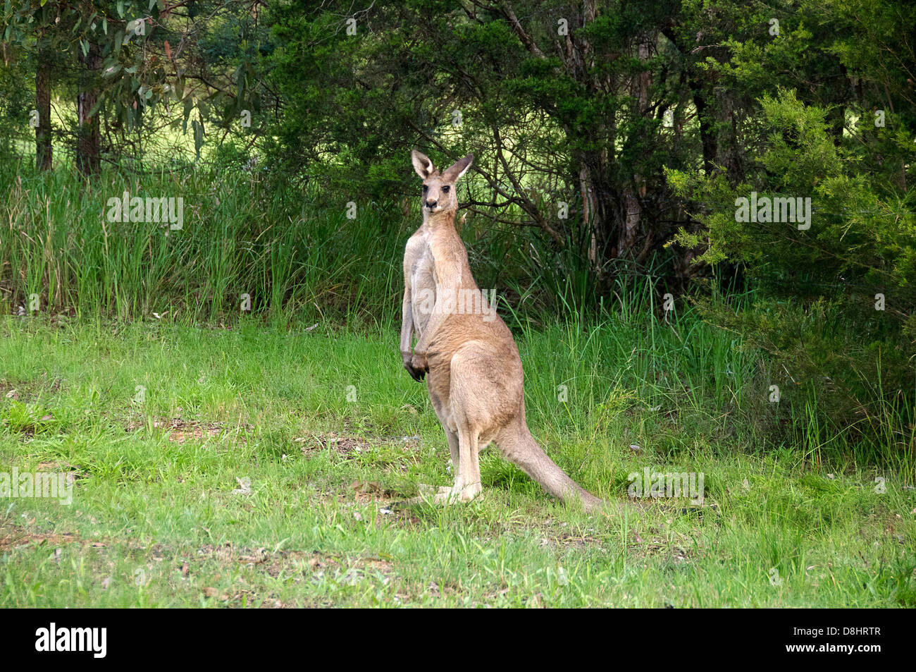 Large male kangaroo Hunter Valley NSW Australia Stock Photo
