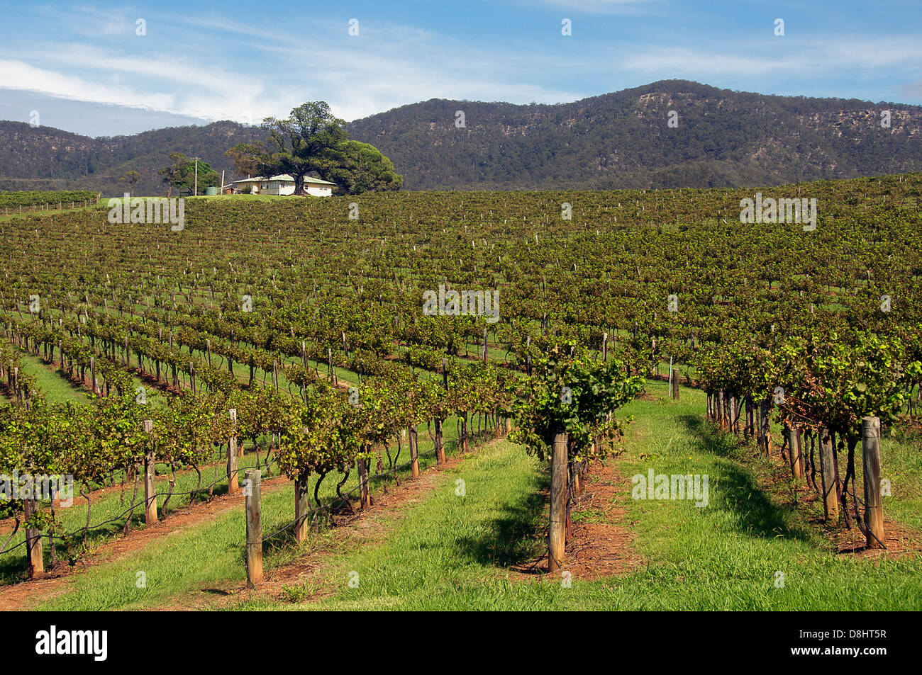 Vineyard Hunter Valley NSW Australia Stock Photo