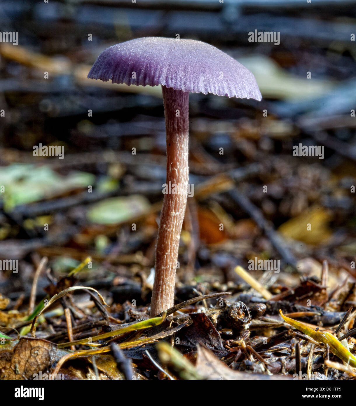 Forest fungi, Humbie, East Lothian, Scotland EH36 5PJ Stock Photo