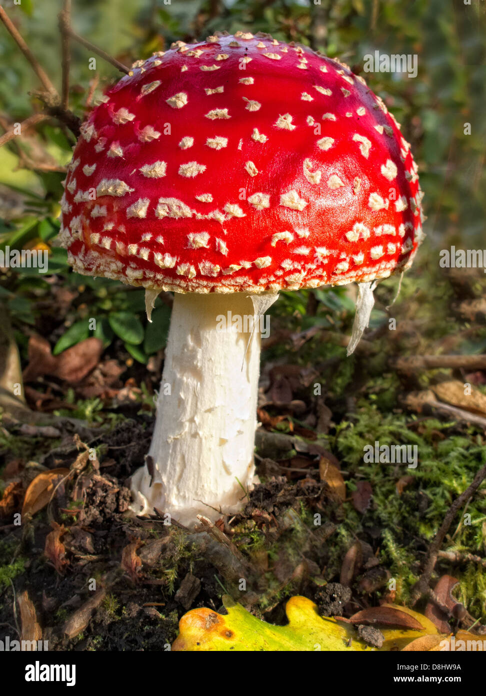 Red & white Fly Agaric fungi mushroom Amanita muscaria, commonly known as the fly agaric or fly amanita, in evening light Stock Photo