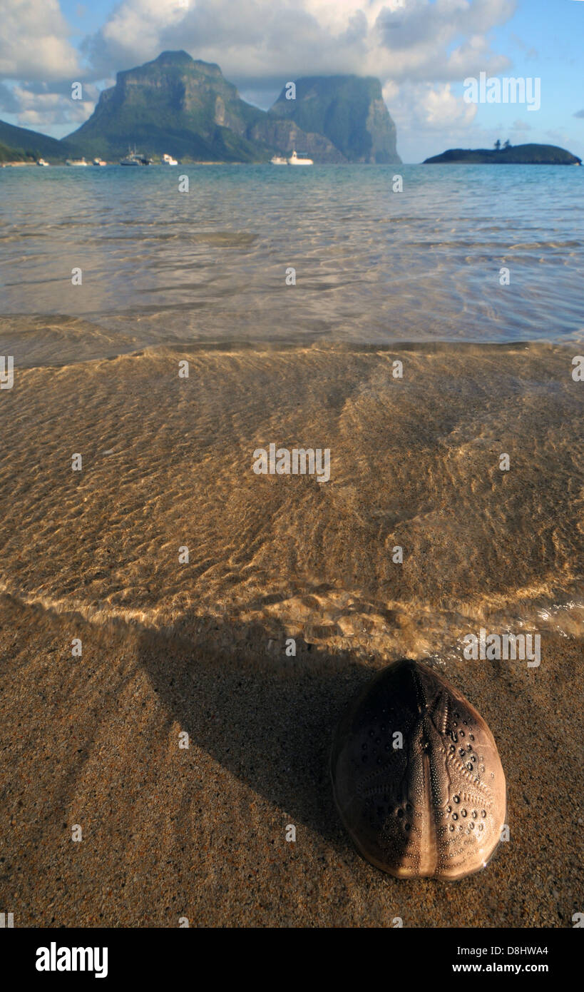 Skeleton of heart urchin (Breynia australasiae) on lagoon shore, Lord Howe Island, NSW, Australia Stock Photo