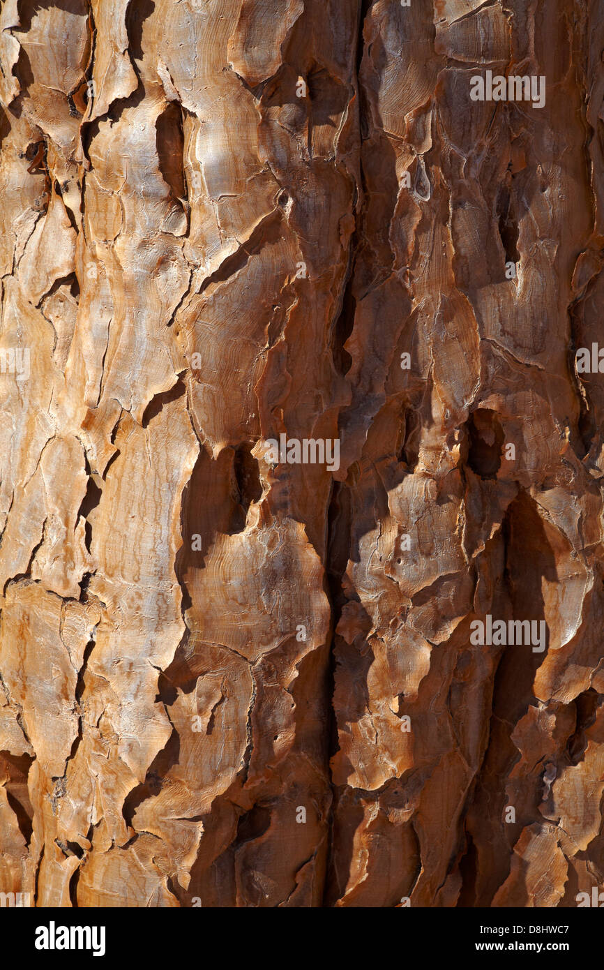 Bark on trunk of Kokerboom or Quiver Tree (Aloe dichotoma), near Fish River Canyon, Southern Namibia, Africa Stock Photo