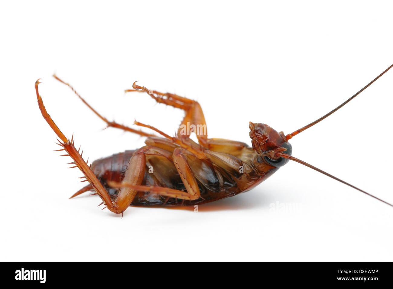 cockroaches dead Stock Photo Alamy