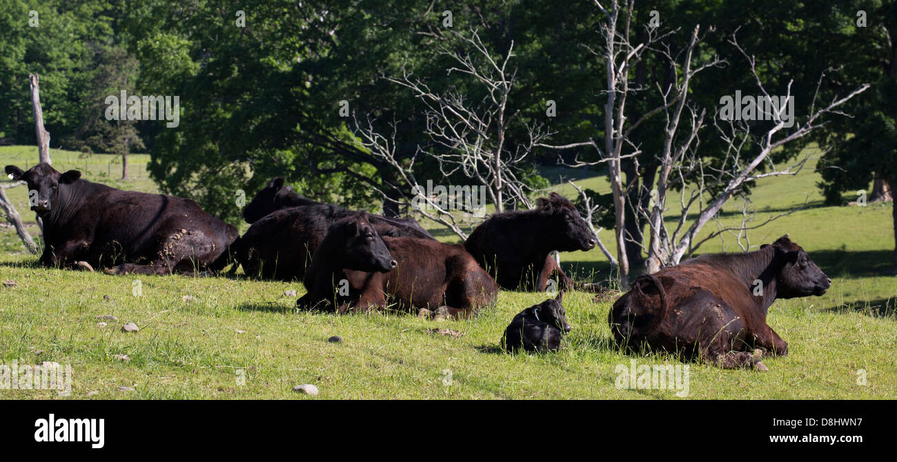 Herd of black Angus cattle chewing the cud Stock Photo Alamy