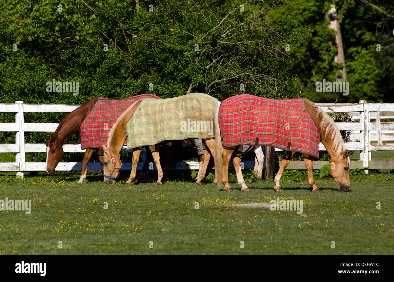 Horses with horse blankets in a corral. Stock Photo